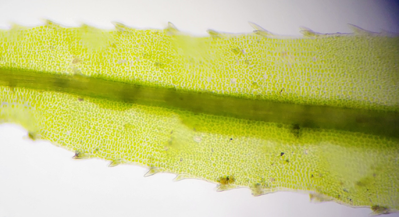 Atrichum altecristatum